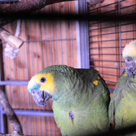 Les Et Roulottes Des Noisetiers Leysin